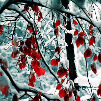 1920 x 1080 HD Wallpapers 2804